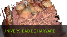 Harvard University