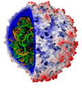 imagen del virus del mosaico del tabaco (STM) que muestra la cápside protectora de su genoma.